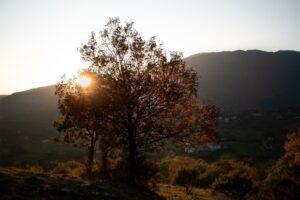 La flora e la fauna del territorio 2